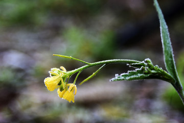 菜花 蔬菜 素 油菜 霜