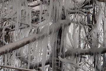 冰溜子 树挂 寒冷