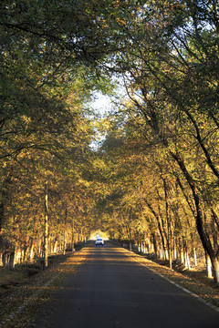 乡村公路