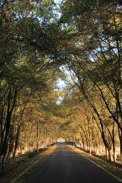 乡村公路