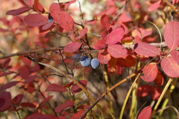 秋季熟透的野生蓝莓