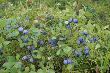 野生蓝莓