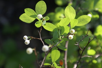 野生蓝莓花