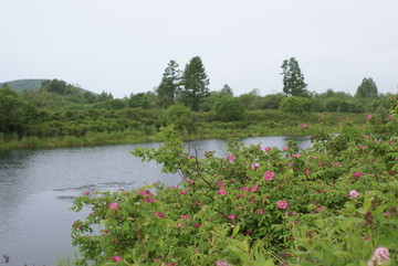 野刺玫果花