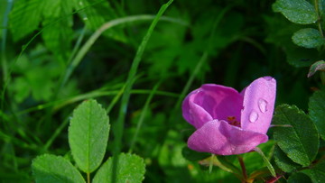 野刺玫花