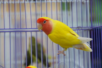 黄色小鹦鹉鸟类