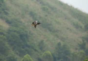 山野 自由之风