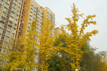 城市高楼 银杏树 城市绿地