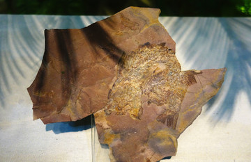 贝莱鱼 化石