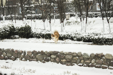 下雪