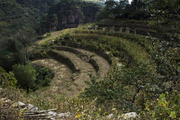 山田