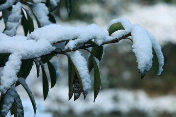 雪后冬青树