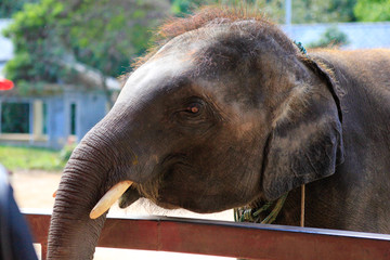 大象头部特写 野象 象鼻