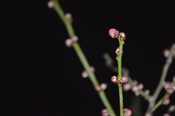 雨夜下的梅花