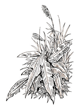 手繪黑白線描芭蕉蘆葦