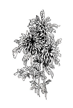 黑白手繪插圖