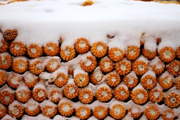 瑞雪丰年 金裹银镶