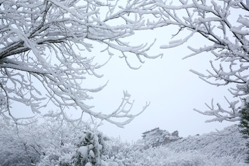 雾松 冰挂