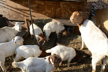 羊 山羊 羊圈 动物 圈养的