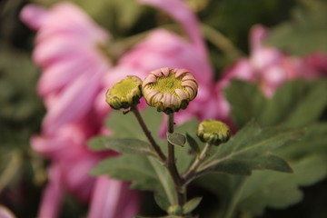 美丽 花束 光晕 菊花 自然