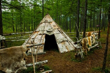 森林中鄂温克族帐篷