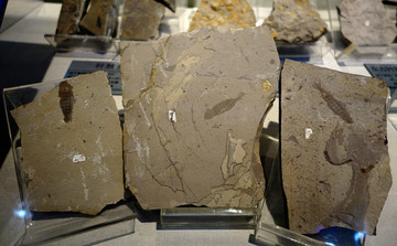 三尾拟蜉蝣 化石