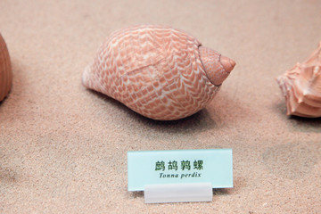 海螺 海贝 鹧鸪鹑螺