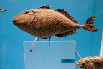 海鱼标本 宽尾鳞鲀