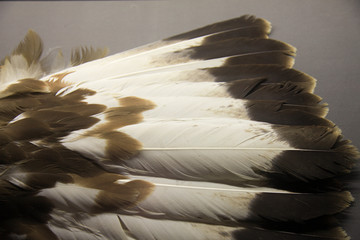 白鹤羽毛