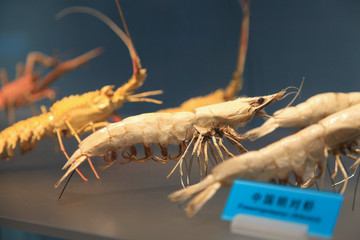 海洋生物 海蝦