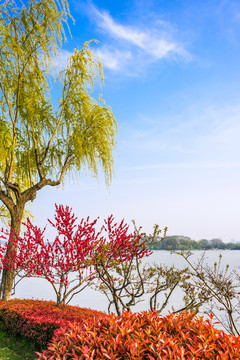 玄武湖公园春景