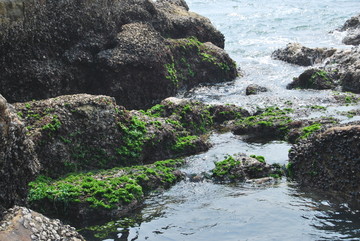 海藻 新鲜海藻