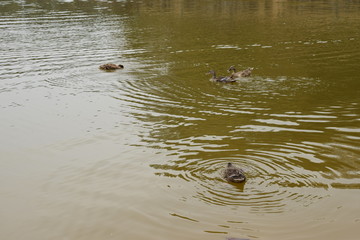 野鸭在水中游玩