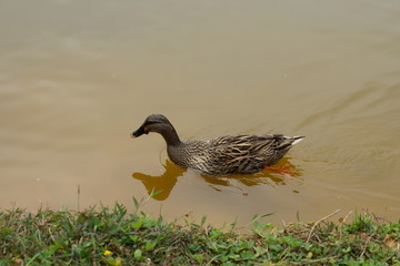 水鸭在池塘里