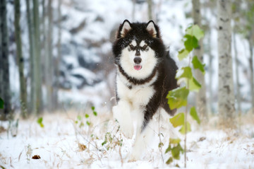 阿拉斯加雪橇犬