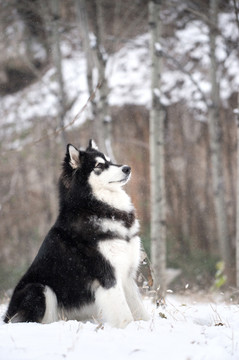 阿拉斯加雪橇犬