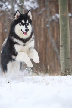 阿拉斯加雪橇犬