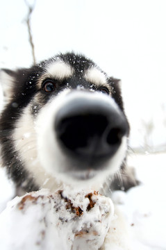 阿拉斯加雪橇犬