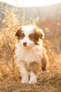 边境牧羊犬幼犬