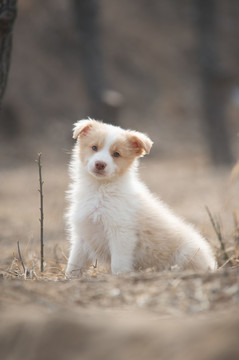 边境牧羊犬幼犬