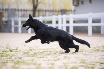 德国牧羊犬