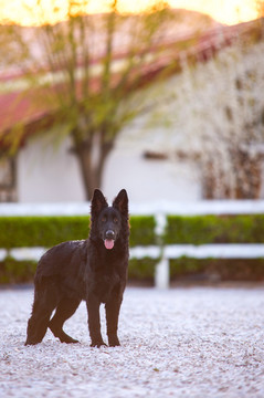 德国牧羊犬