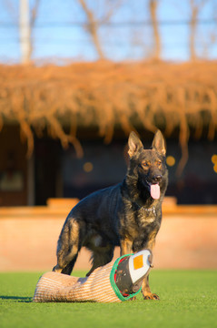 德国牧羊犬