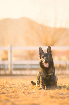 德国牧羊犬