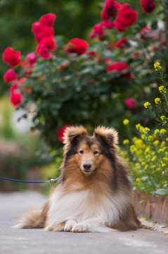 苏格兰牧羊犬