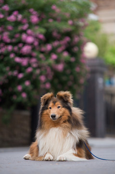 苏格兰牧羊犬