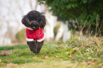 泰迪犬