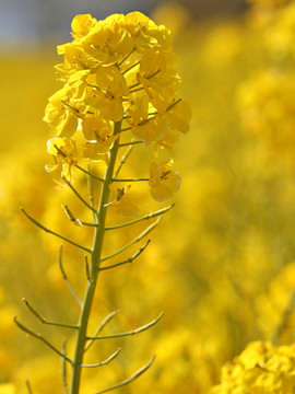 油菜花