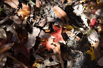 紅葉