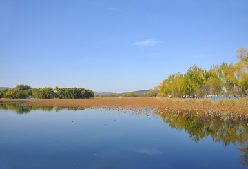 湖岸秋光一堤柳